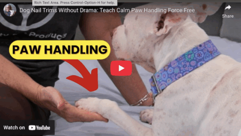 dog paw handling